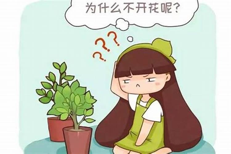 熏衣草施肥方法 详解薰衣草施肥方法