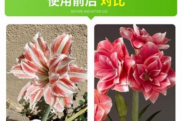 朵瑞丝有机水溶肥一亩地用量