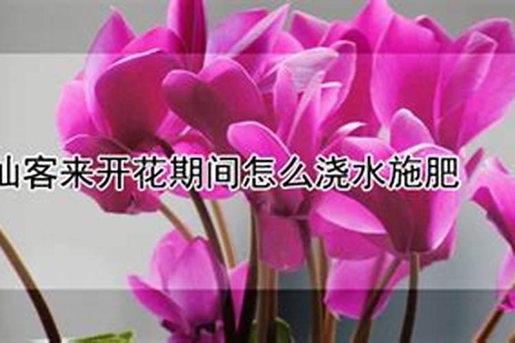 仙客来施肥多了怎么办,开花期可以施肥吗