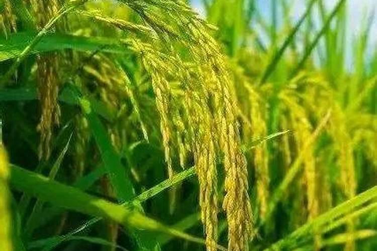 冬季多肉容易出现化水现象的原因