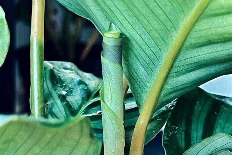 孔雀竹芋叶子向下耷拉