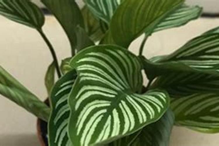 猫眼竹芋用的施肥方法(猫眼竹芋施肥方法全解析,让您的植物更健康生长...