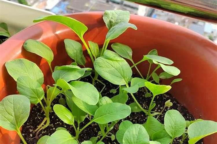 钾肥可以用来种菜吗
