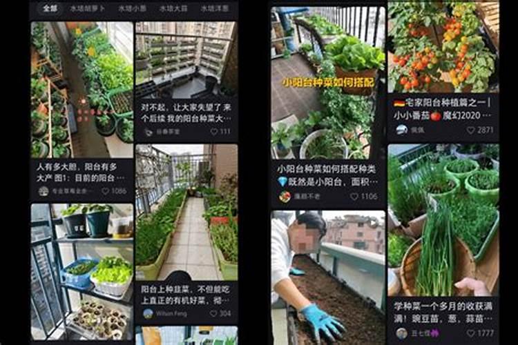 钾肥可以用来种菜吗
