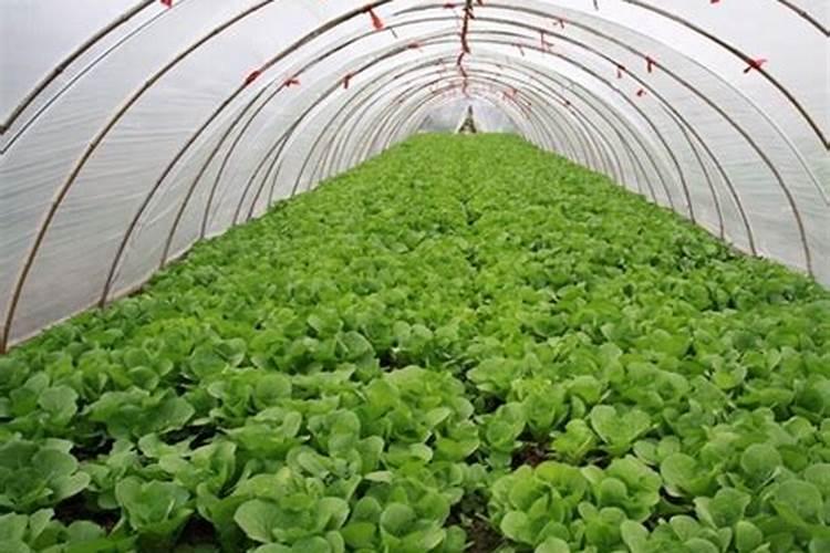 种菜用什么肥最好