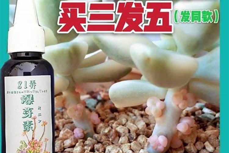 多肉植物需不需要施肥