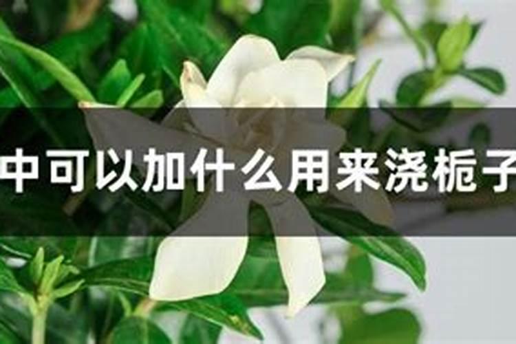 生姜种子如何消毒