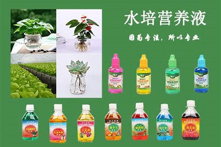板栗树施什么肥能早熟？该注意什么？