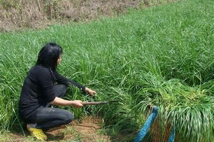 黑麦草适合施什么肥料好