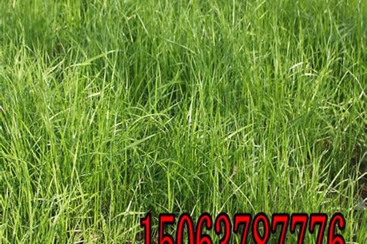 黑麦草种植用什么肥好
