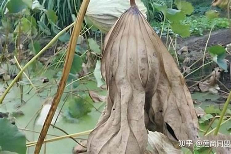 莲藕的种植方法及栽培技术莲藕的繁殖方法 植物知识  9252儿童网百度...