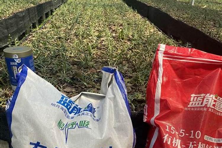 废料怎样直接用于栽培竹荪？