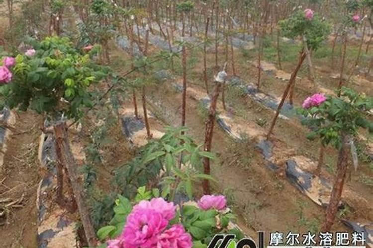 钙肥不能和哪些肥料共用