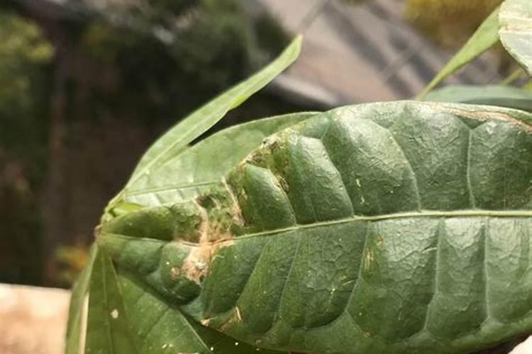 柚子树长年不开花结果该如何处理？