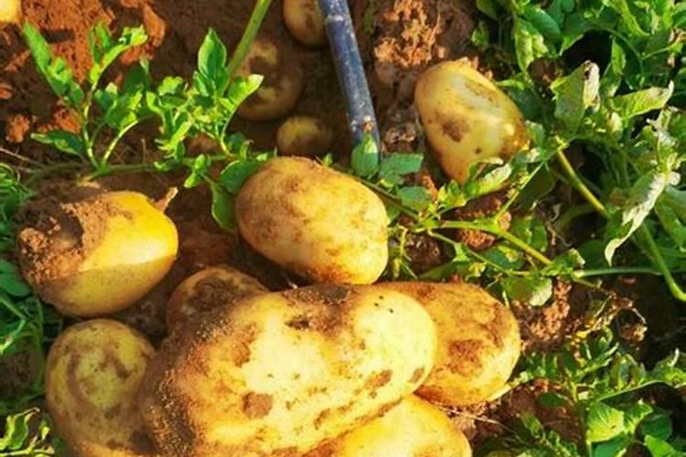 磷钾肥怎么制作 自制磷钾肥营养丰富