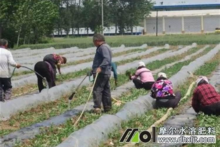 底肥二胺粉碎后用做西瓜冲施肥可以吗？
