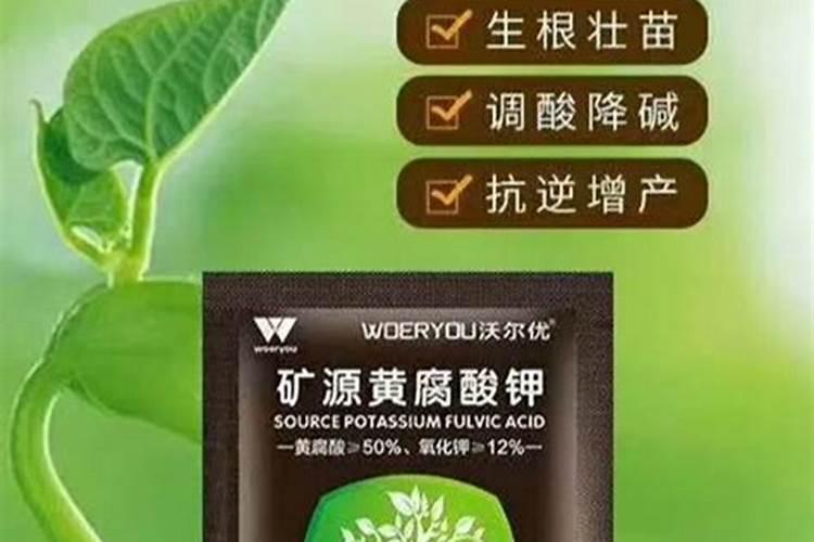 番茄的叶面肥该怎样喷施,如何选择叶面肥呢？