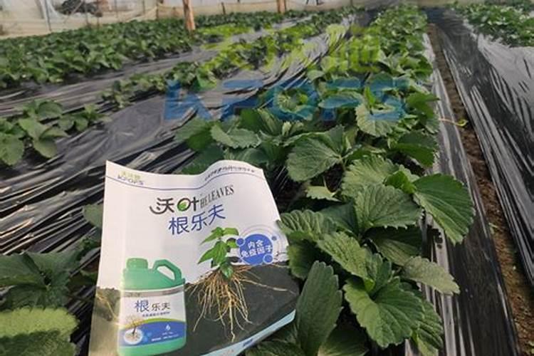月季开花时能施肥吗 月季开花时能不能施肥