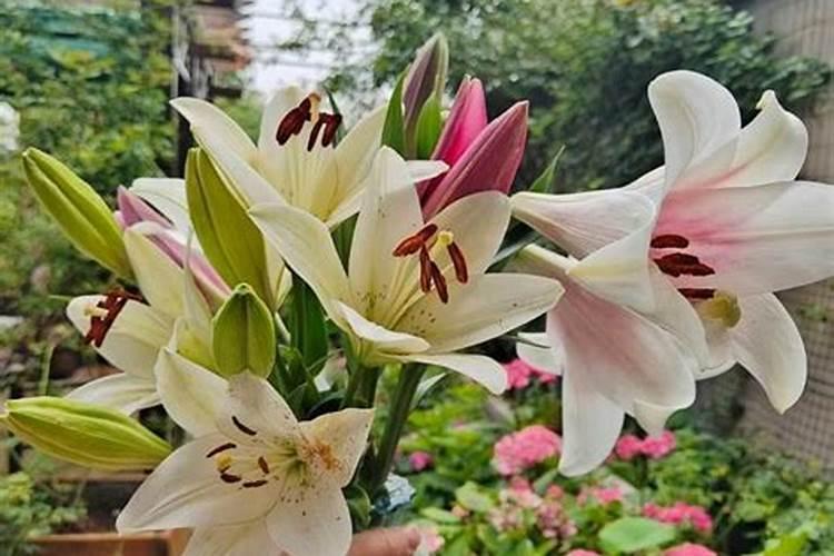 盆栽的百合开花了要施什么肥