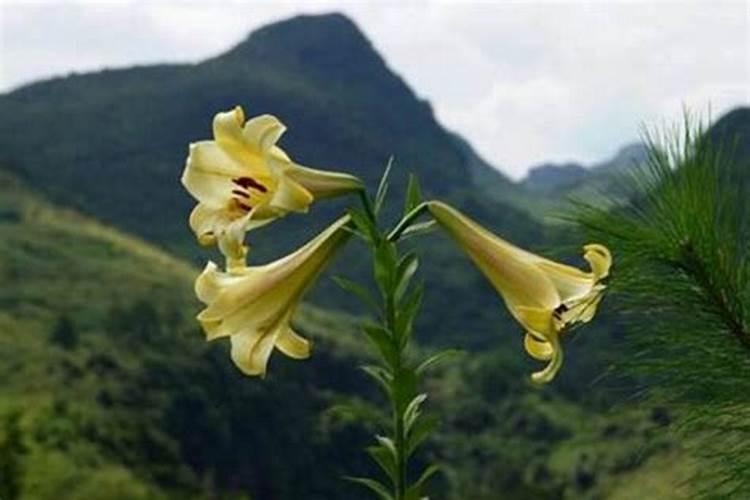 蔷薇花施肥方法