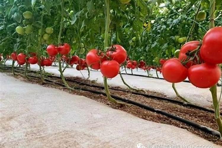 方法“懂的不用进”哪些在番茄各个时期的施肥方案