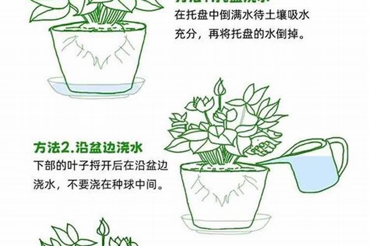 沙漠玫瑰如何越夏长得旺