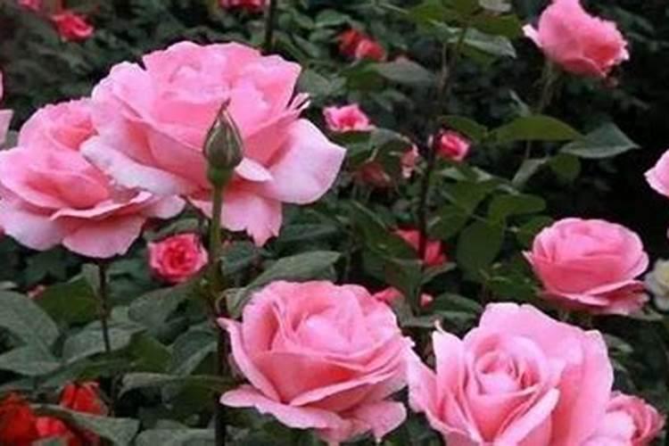 玫瑰花应该如何养殖？