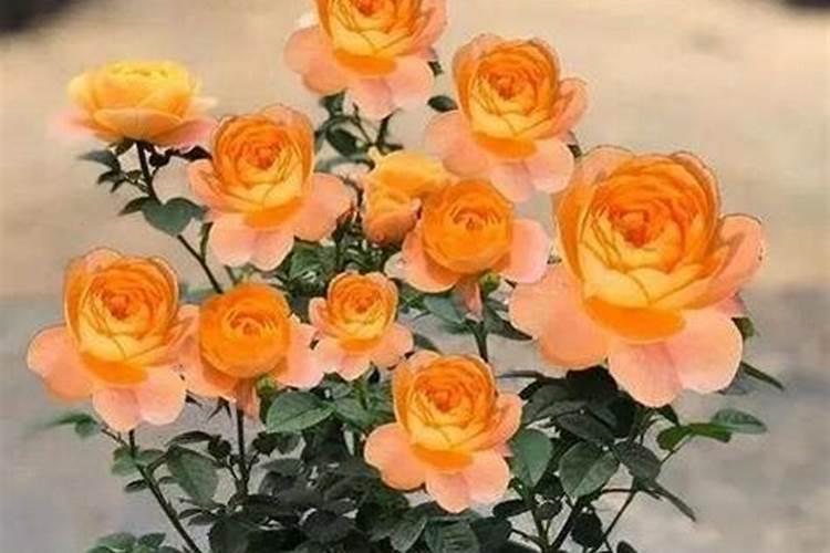 玫瑰花什么时候施肥