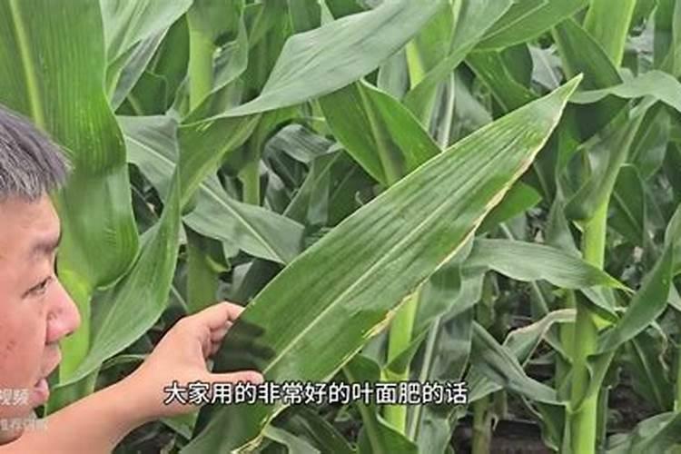 玉米肥害原因,肥害的解决方法