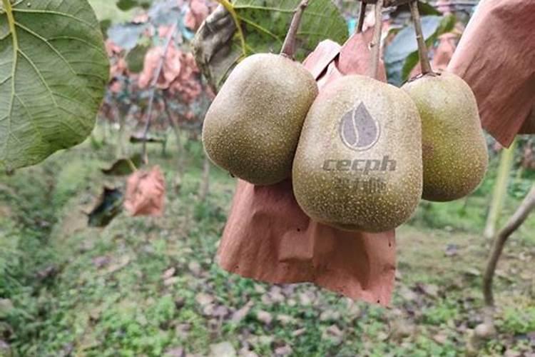 种植猕猴桃需要什么肥料