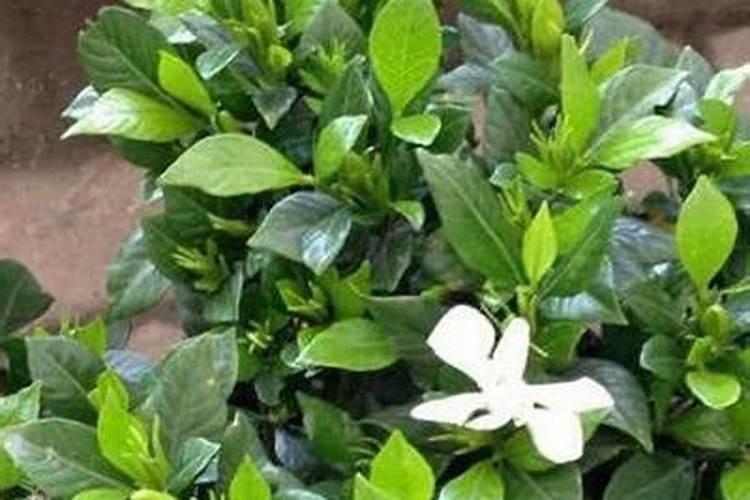栀子花的养殖方法和注意事项
