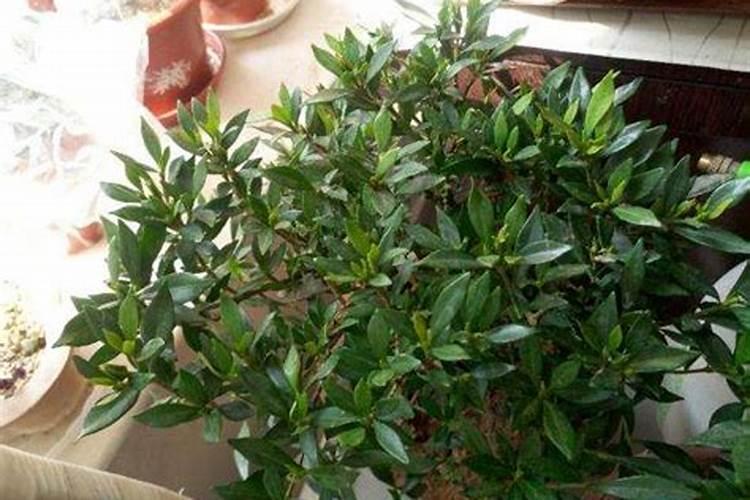 栀子花叶子发黄,叶子边缘干枯是什么原因？