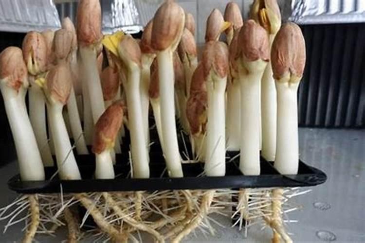 水培瓶里撒点它,花草10年不黄叶,长疯了!