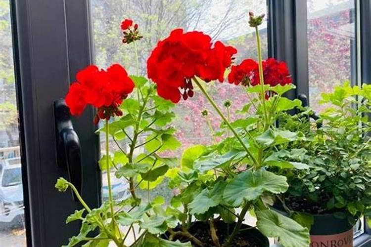 施什么肥让花开又多又大