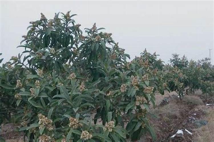 板蓝根如何施肥才能提高产量