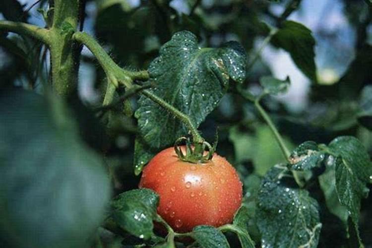 小麦返青期打戊唑醇磷酸二氢钾芸苔素噻虫嗪可以吗？