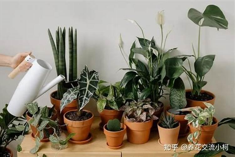 芸苔素和什么叶面肥混用在苗床上比较好？