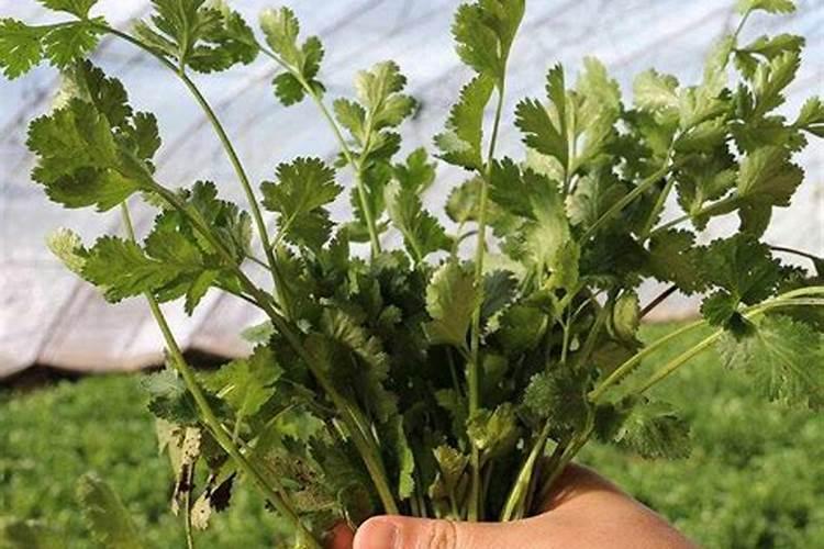 百香果一直落花不挂果要用什么农药打？