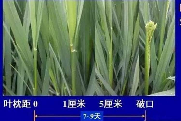 水稻都已经扎根了出新叶就发红发黄 怎么办