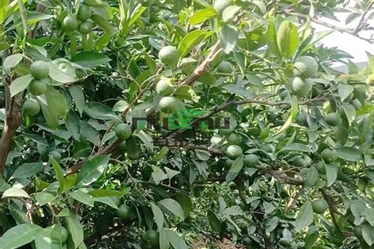 桂花树枝叶少用什么叶面肥能让枝叶茂盛