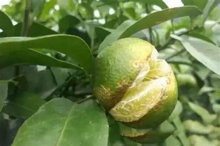 怎样防治柑橘缺氮症？