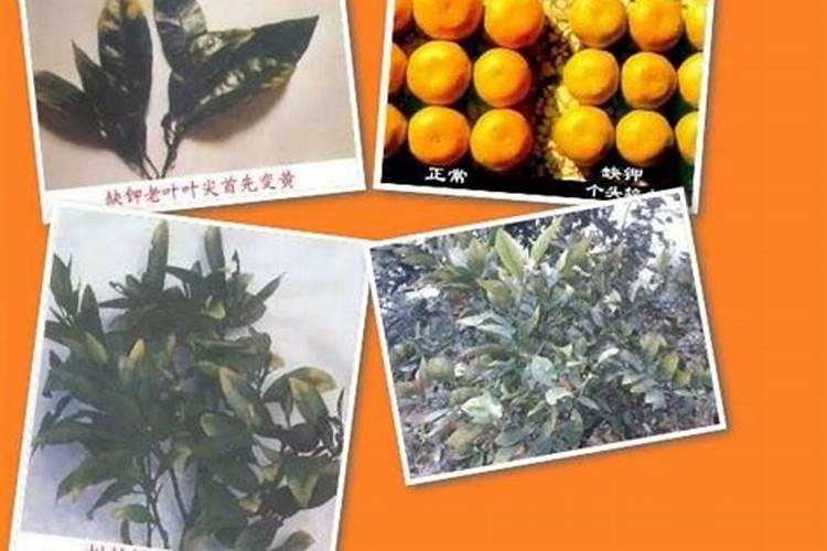 柑橘冬季异常落叶原因及防治措施