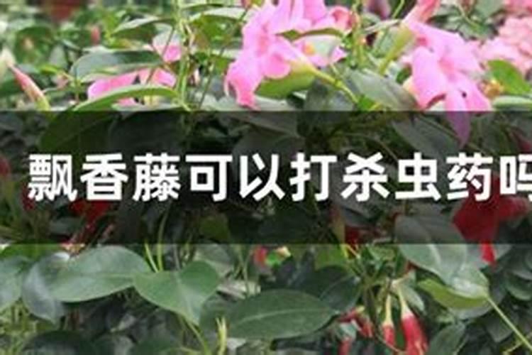 夏黄瓜定植后咋管理 黄瓜水肥控制