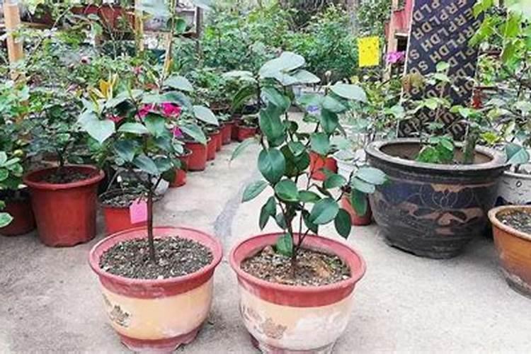 草莓各个时期的施肥方案 什么时候冲高磷肥