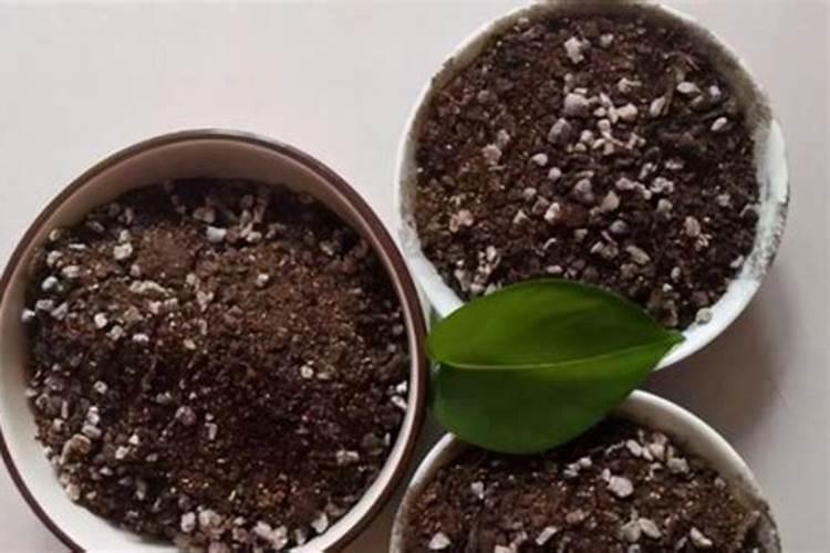 荔枝开花期施什么肥