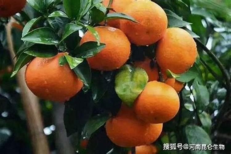 芸苔素对花多久用一次？时间长了有没有害处？对什么花都可以适用吗