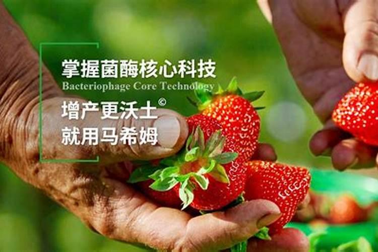 兰花浇什么肥料合适