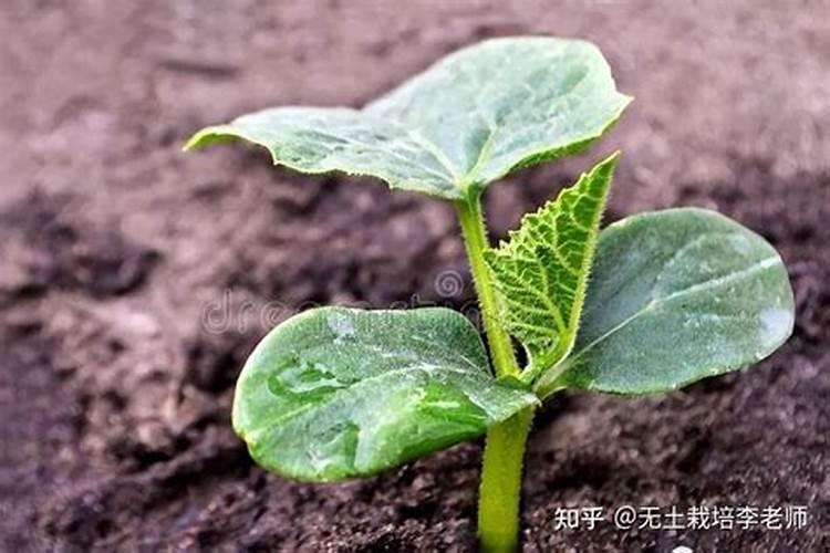 硝酸钾正确使用方法 硝酸钾是什么