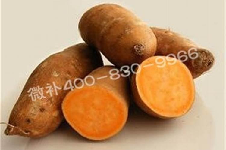 茉莉花修剪只剩主干行吗 冬季茉莉剪光可以吗