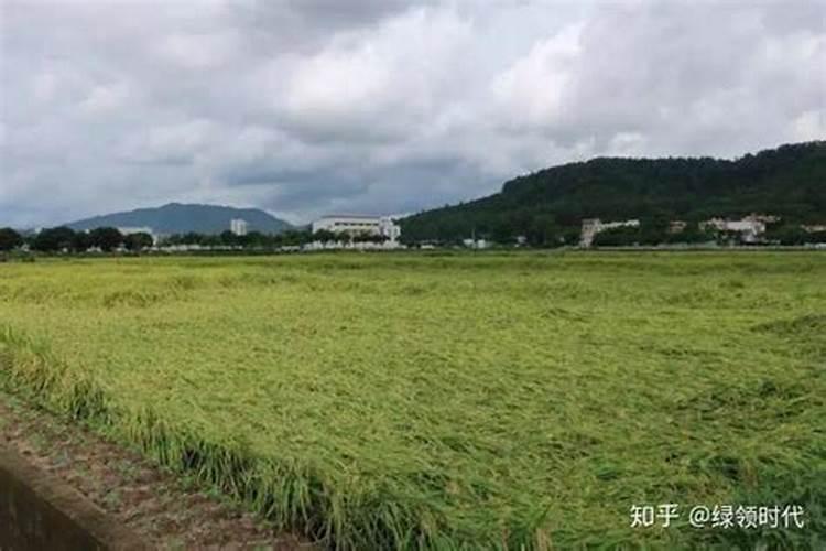 种植水稻都倒了怎么办？
